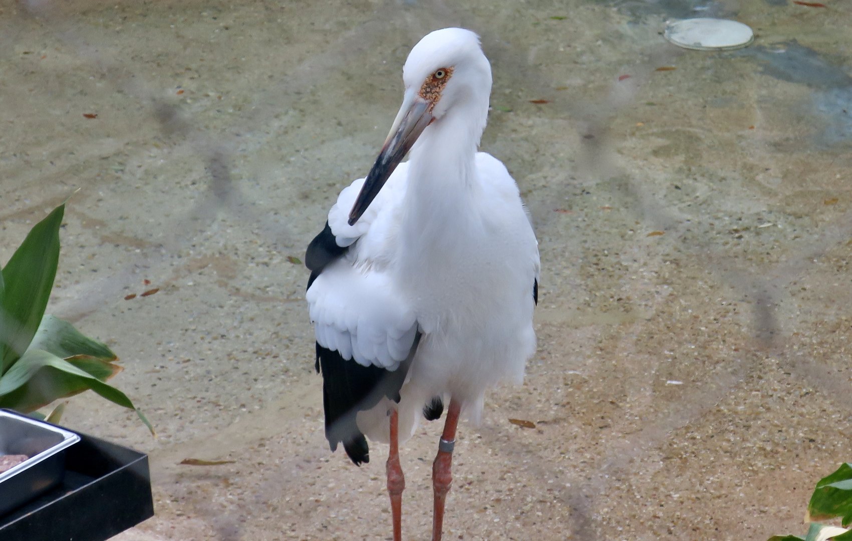 Maguari Stork (Ciconia maguari)