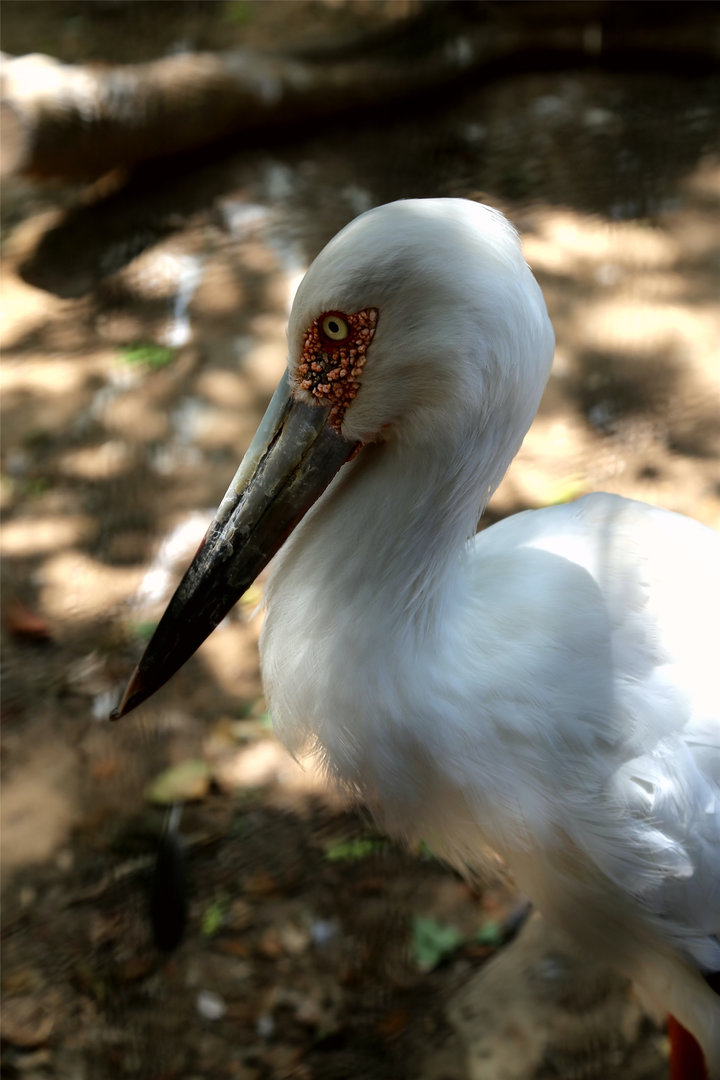 Maguari Stork (Ciconia maguari)