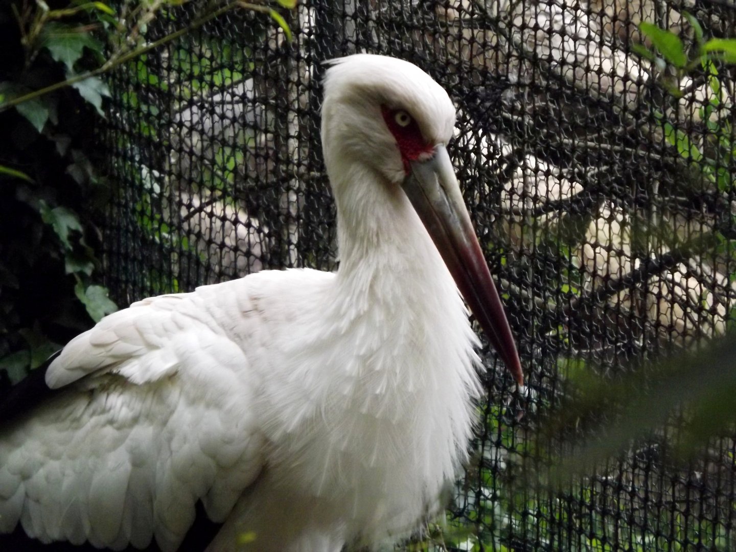 Maguari stork (Ciconia maguari)