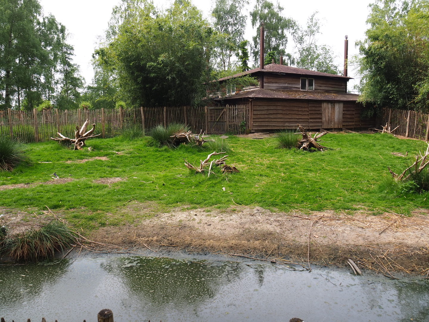 Maguari stork - Crested screamer - Cape Barren goose exhibit, 2019-05-25