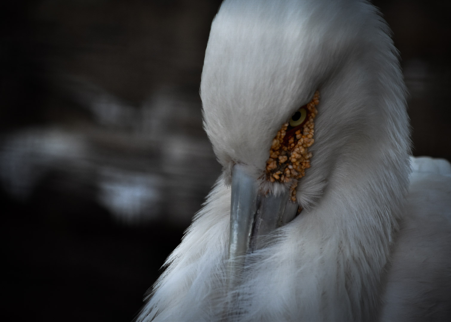 Maguari Stork- Dallas Zoo