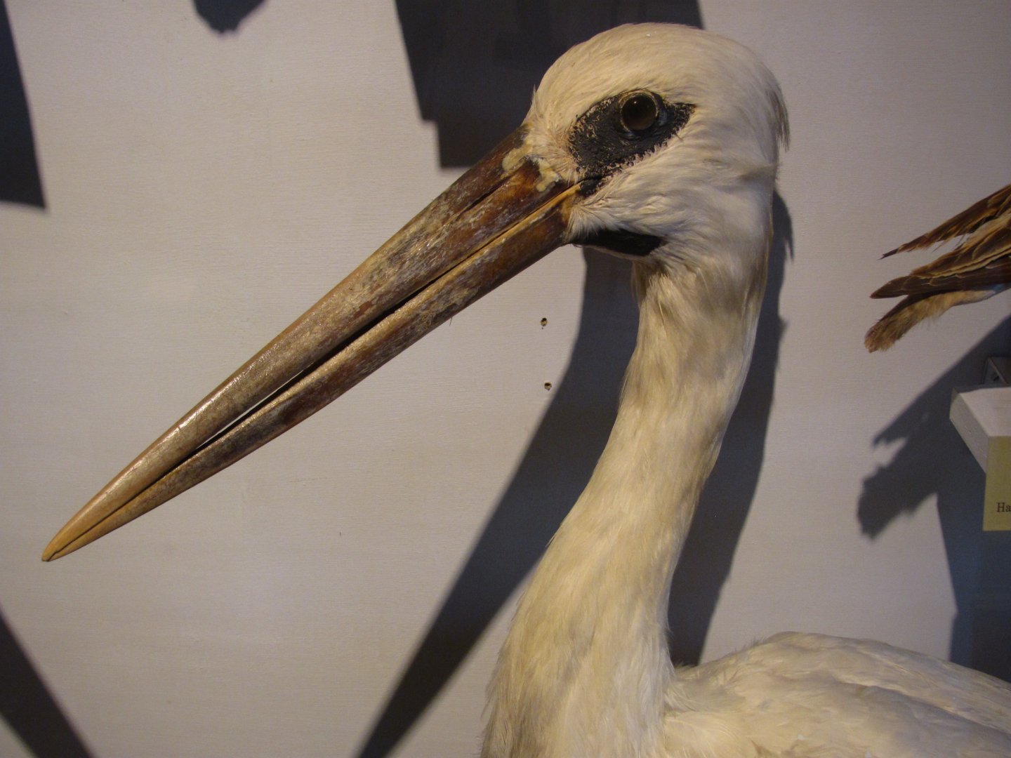 Maguari Stork Head
