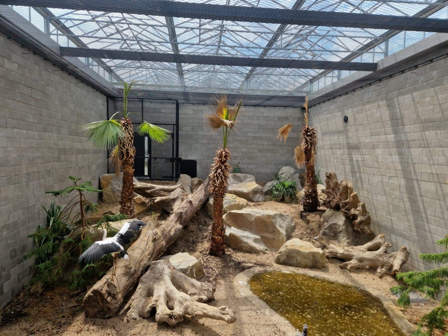 Maguari  Stork / Southern Screamer exhibit