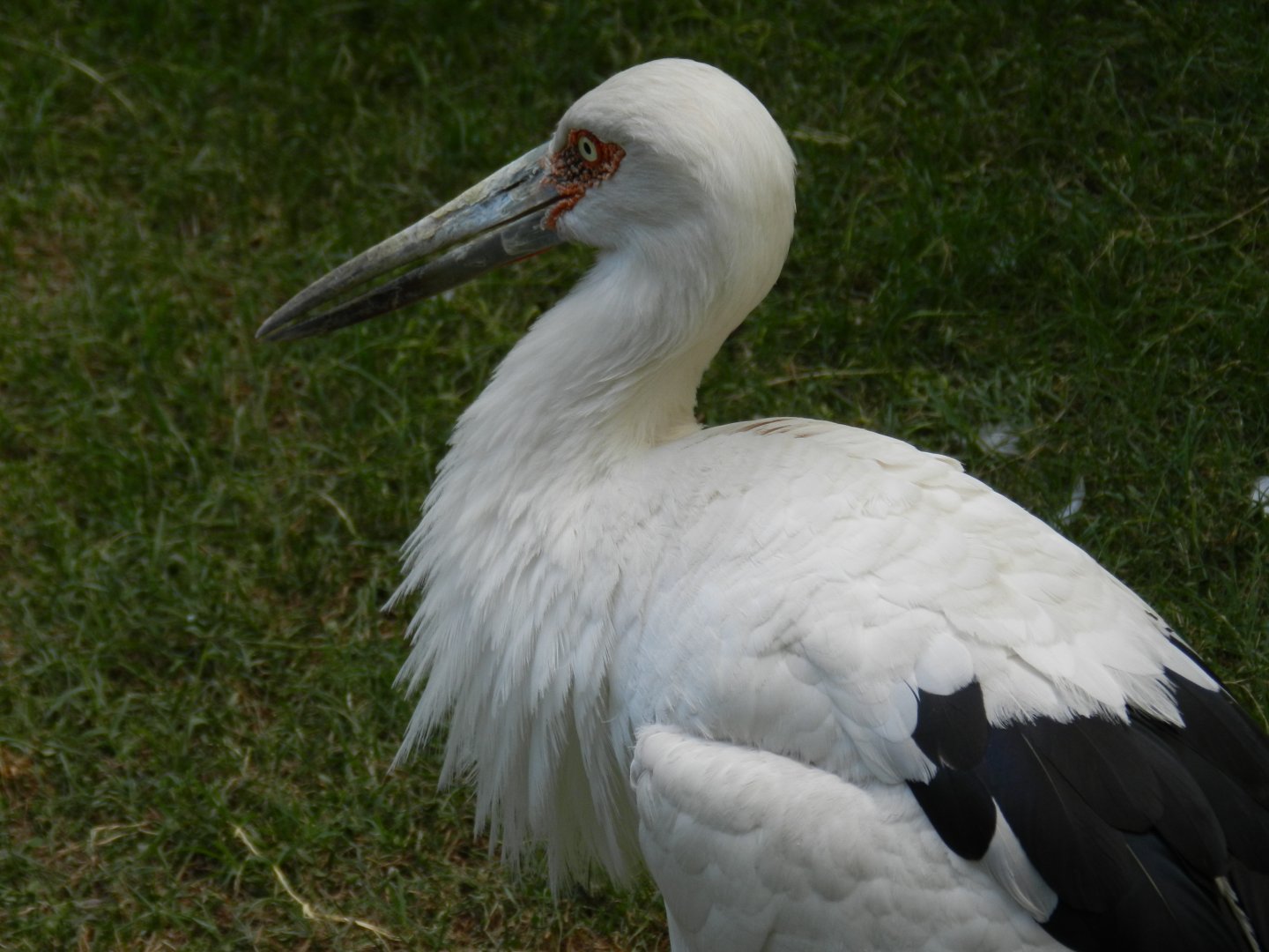 Maguari stork - Temaiken