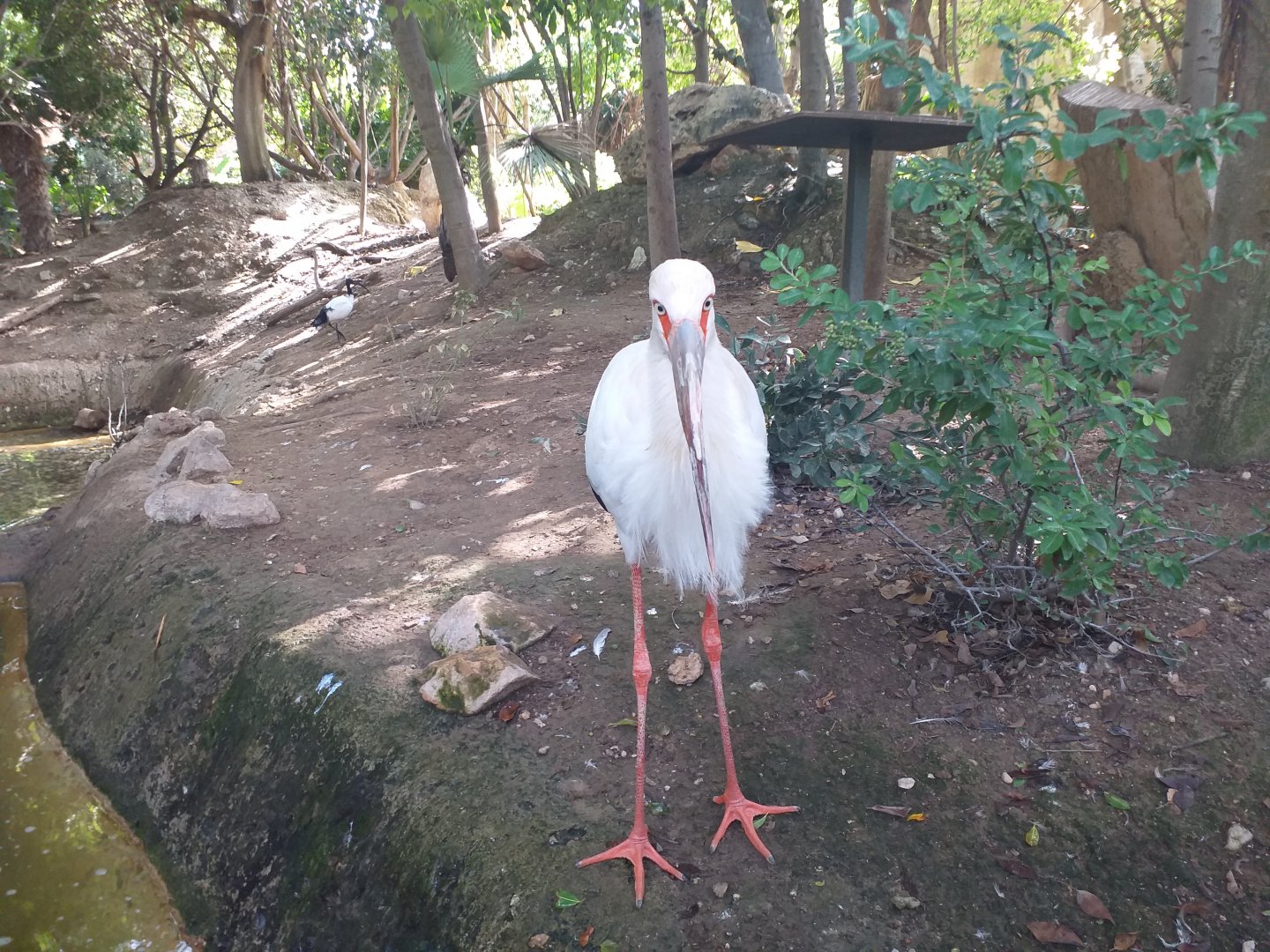 Maguari stork -TerraNatura Benidorm (2021)