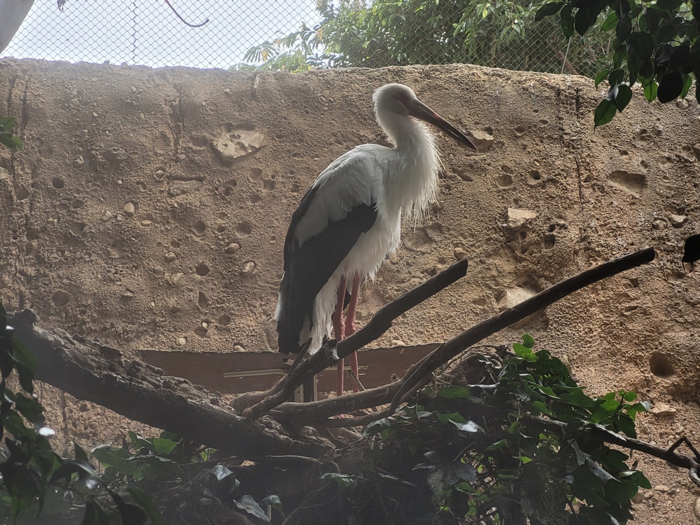 Maguari stork -TerraNatura Benidorm (2022)