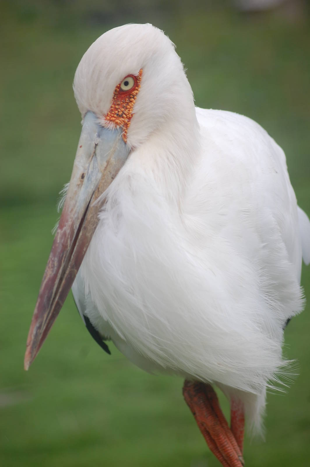 Maguari Stork
