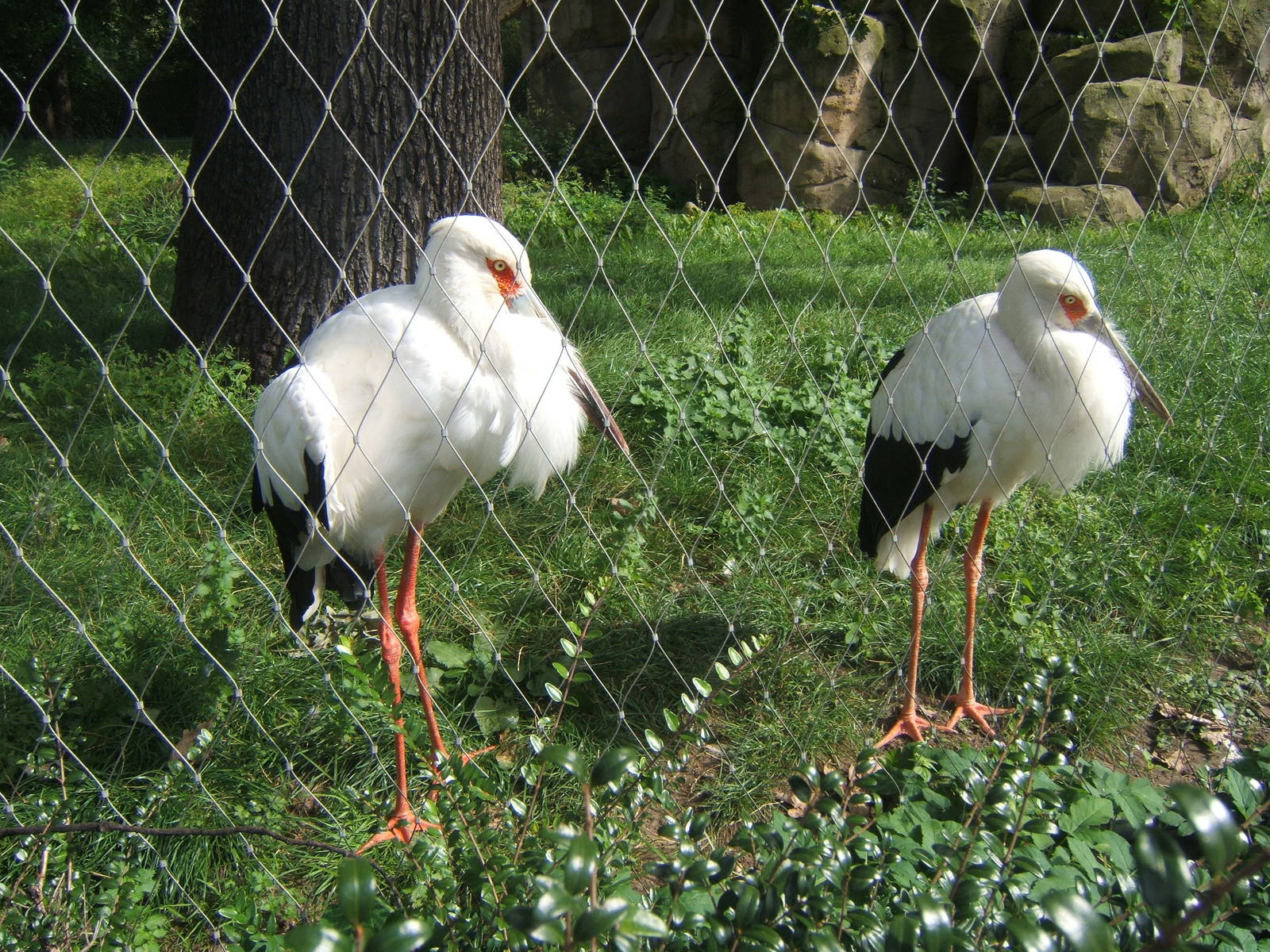 Maguari Stork