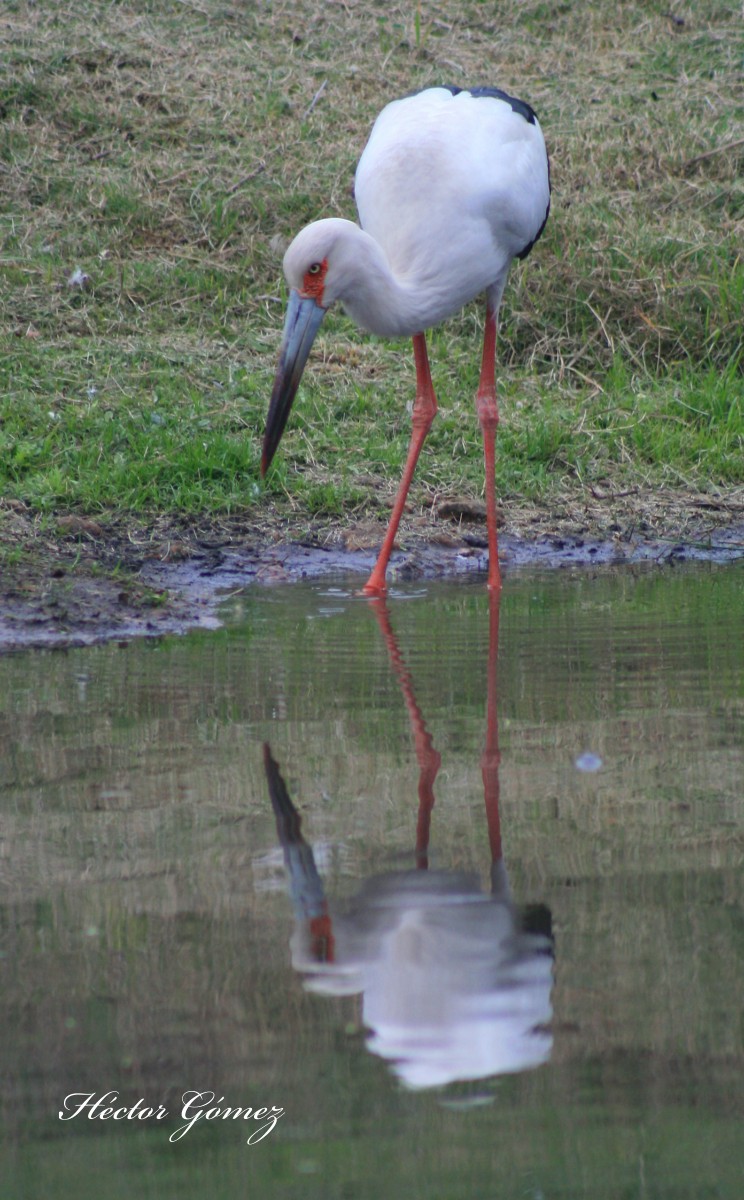 Maguari Stork