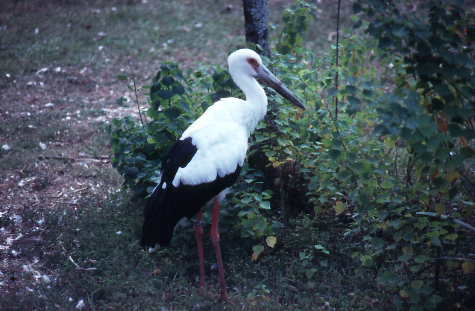 Maguari Stork