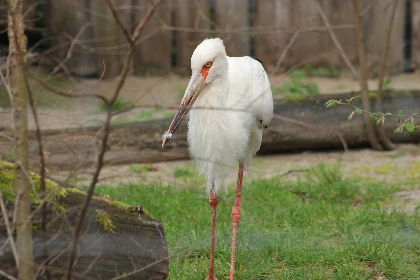 Maguari stork