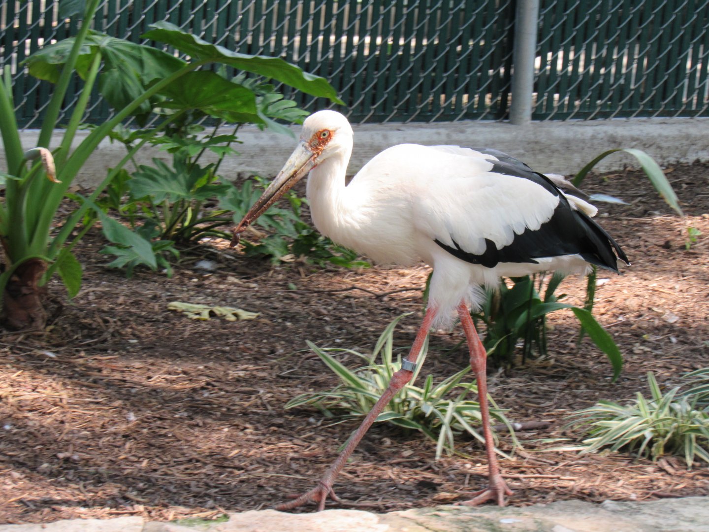 Maguari Stork