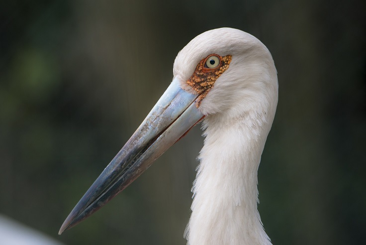 Maguari Stork