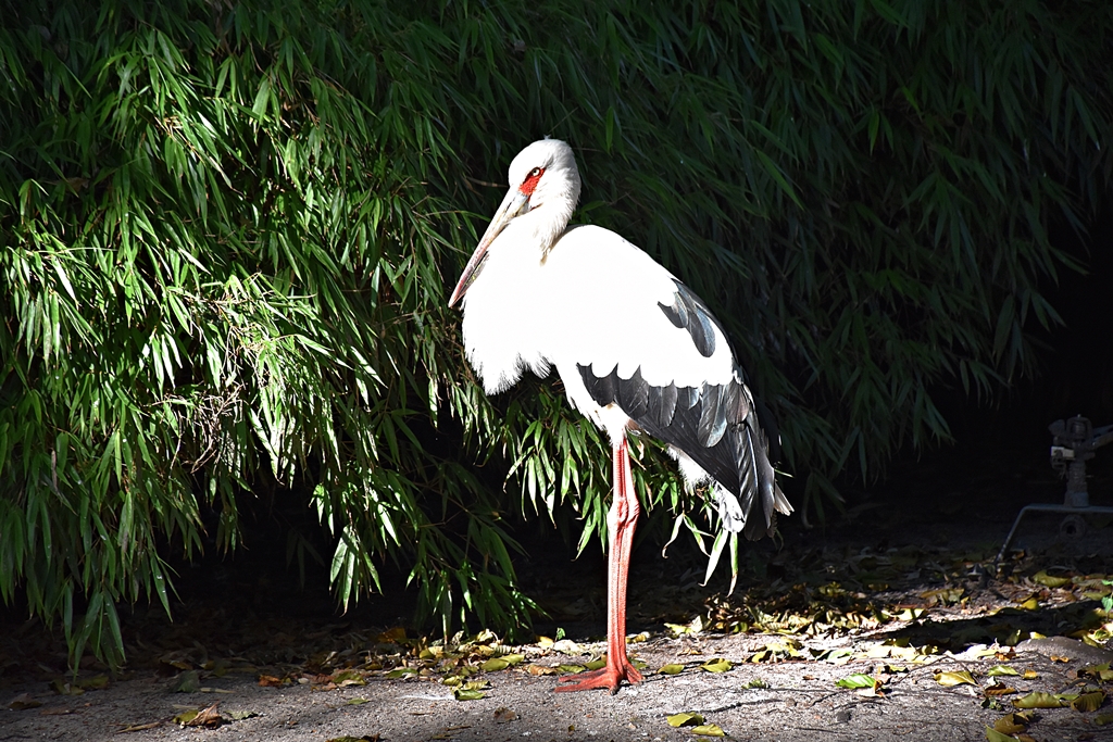 Maguari stork