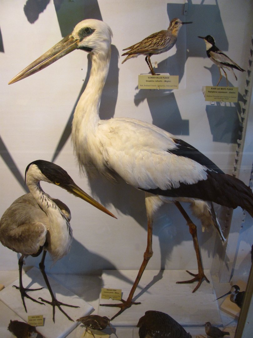 Maguari Stork