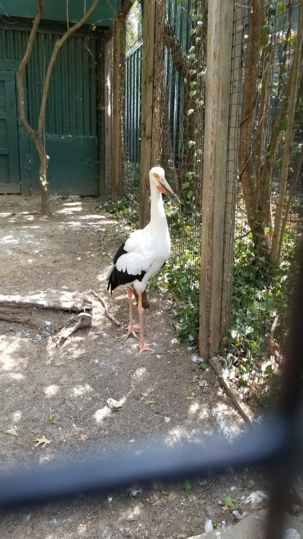 maguari stork
