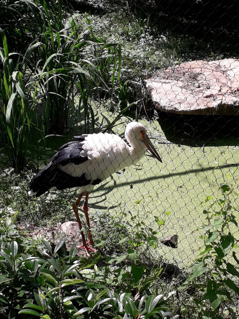 Maguari stork