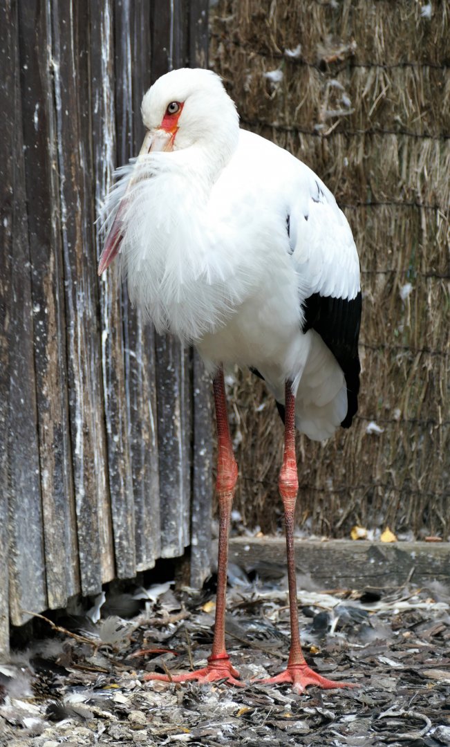 Maguari stork