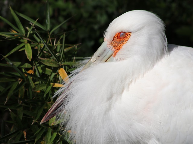 Maguari Stork