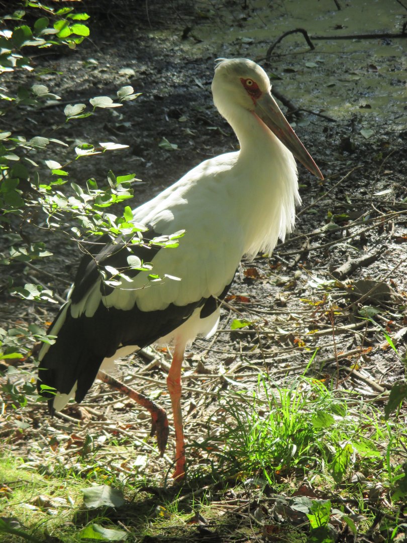 Maguari stork