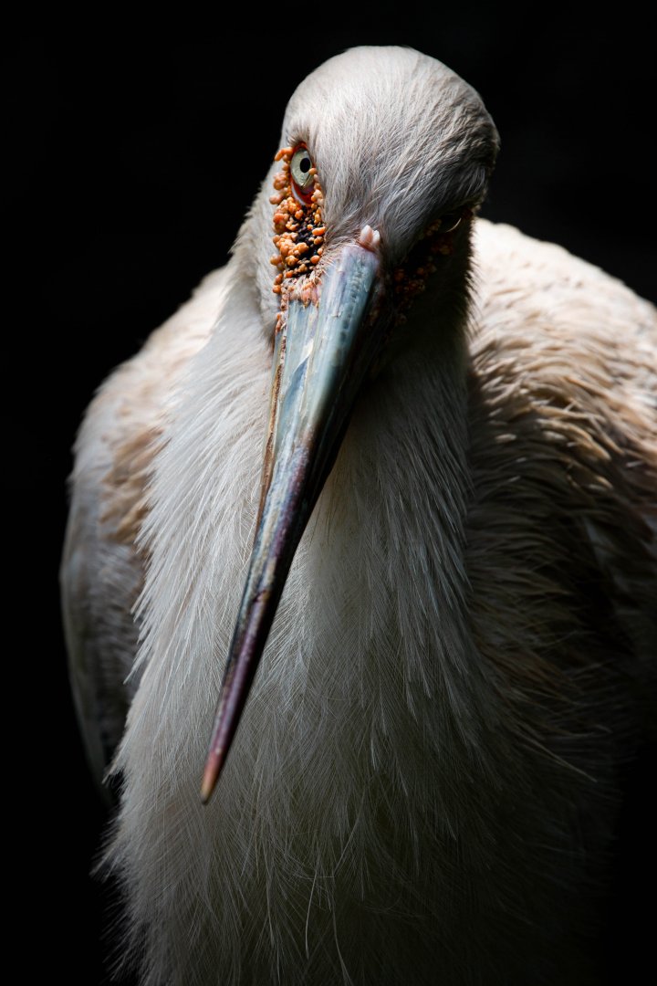 Maguari Stork