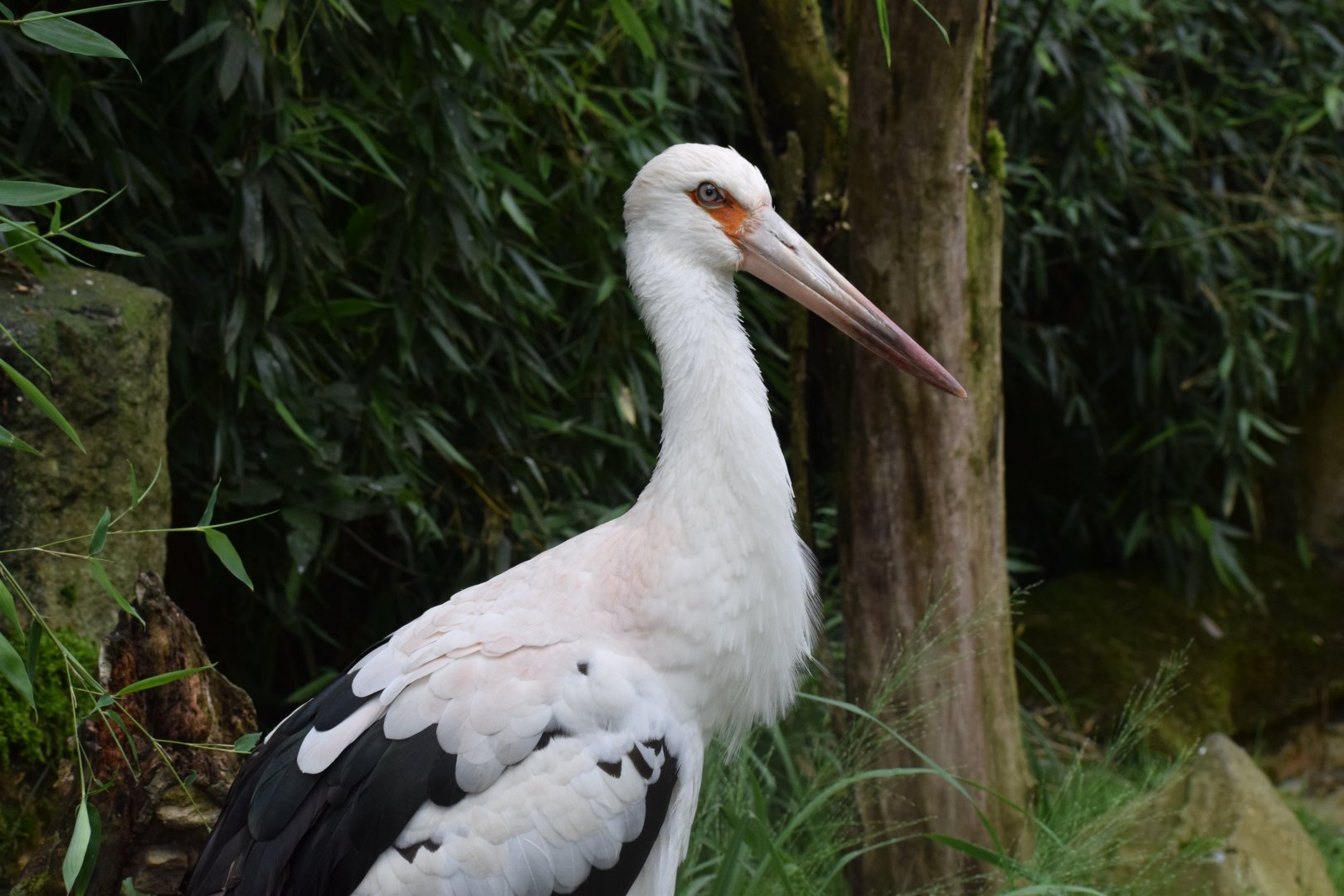 Maguari stork