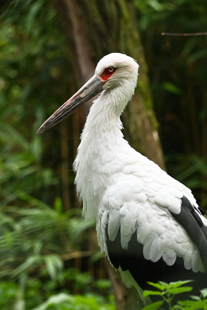 Maguari stork