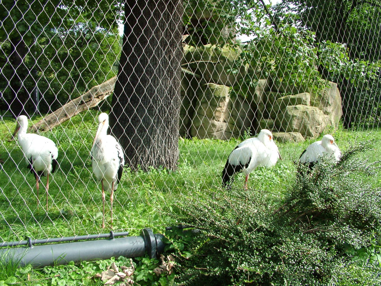 Maguari Storks at Berlin Zoo, 31/08/11
