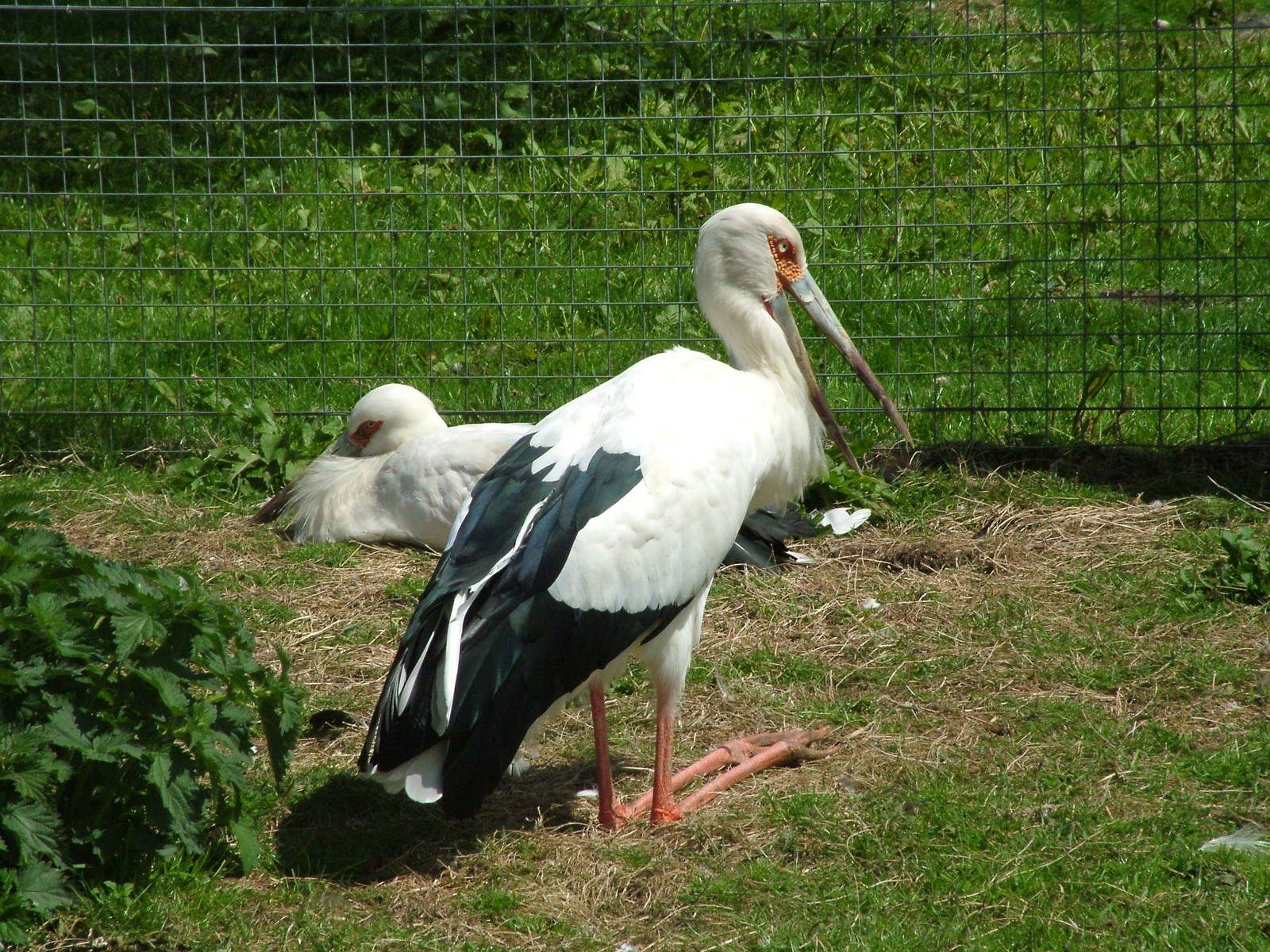 Maguari Storks at Blackbrook, 12/06/10