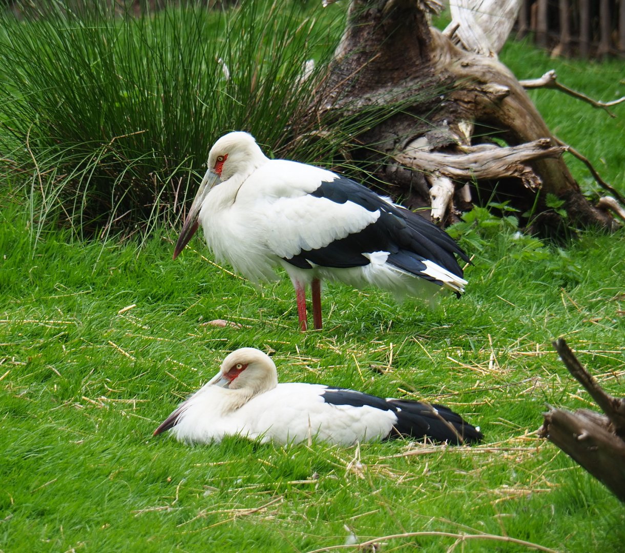 Maguari storks (Ciconia maguari), 2019-05-25