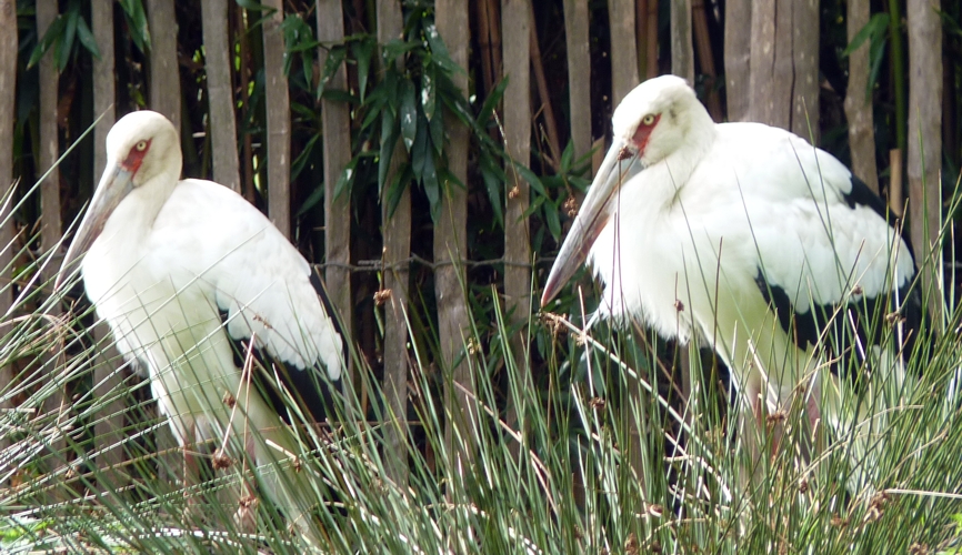 Maguari storks (Ciconia maguari)
