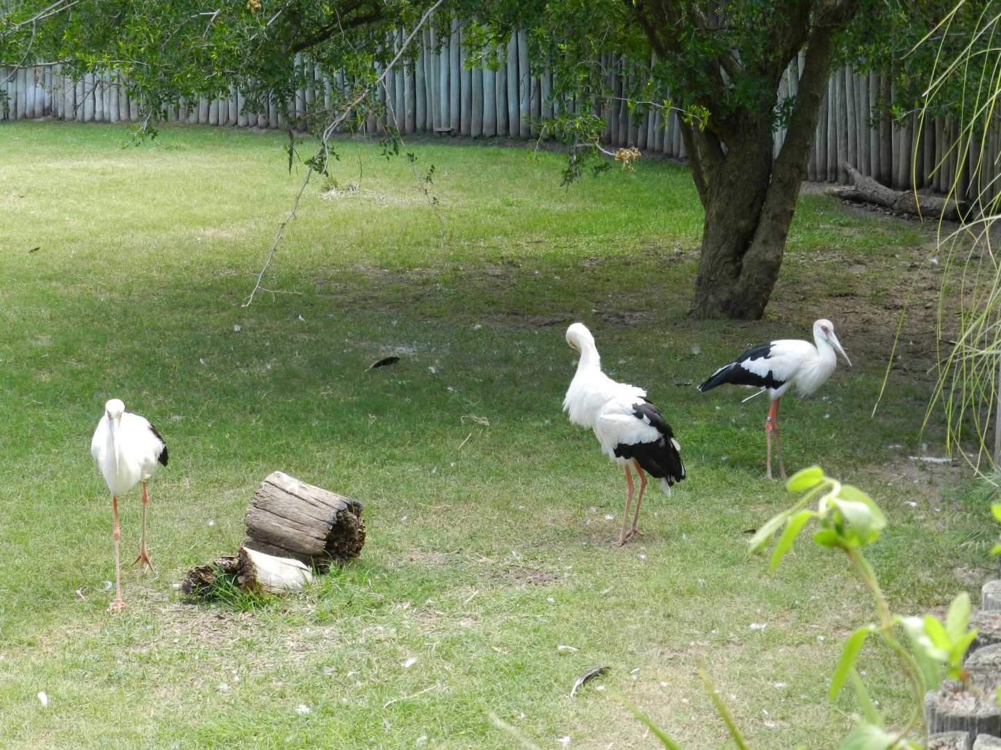 Maguari storks - Temaiken