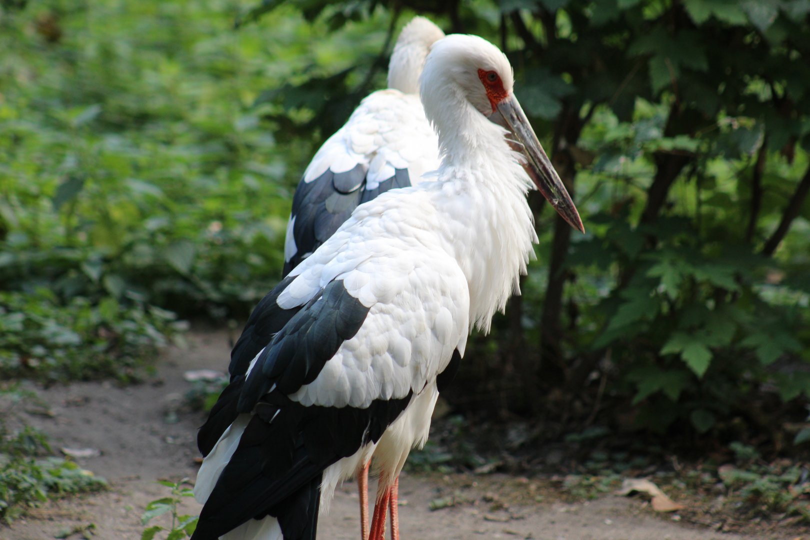 Maguari Storks