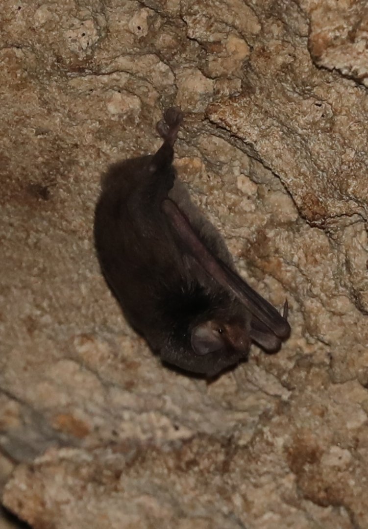 Mahafaly Long-fingered Bat (Miniopterus mahafaliensis)