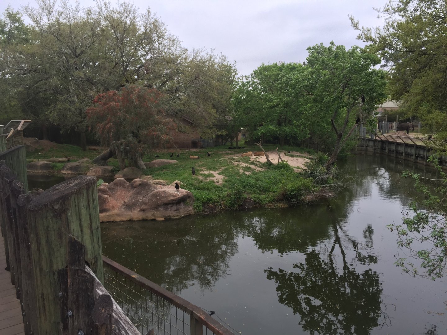 Mahali Pa Simba- African Lion