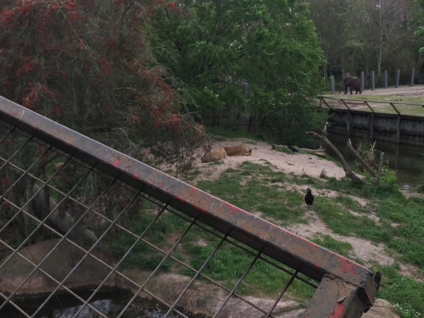 Mahali Pa Simba- Lion