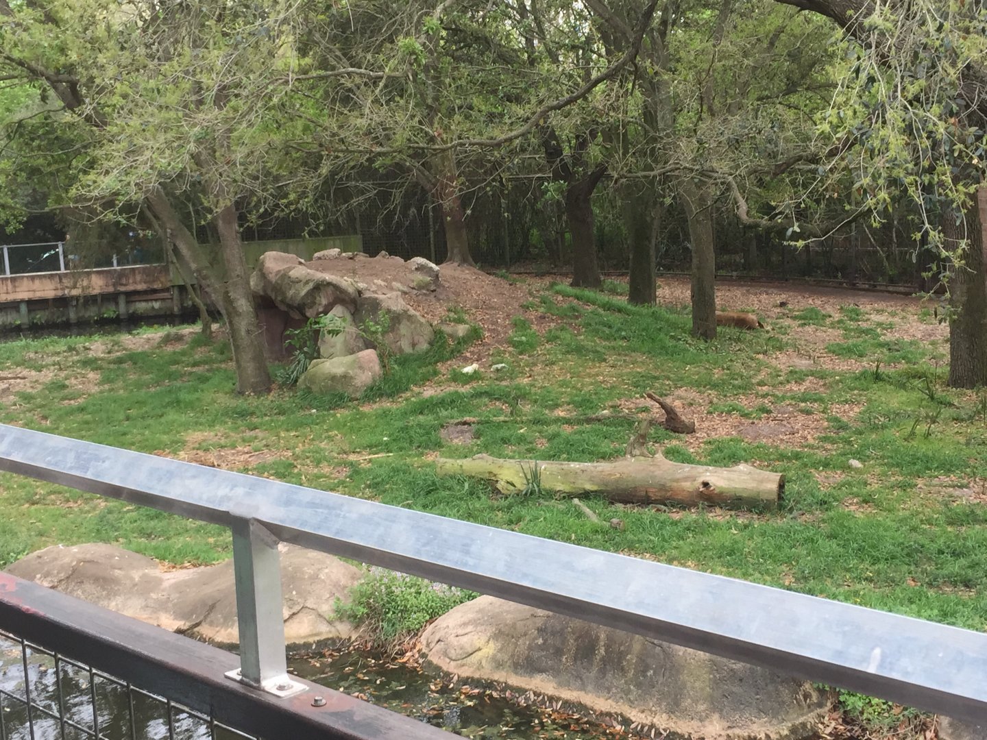 Mahali Pa Simba- Lion