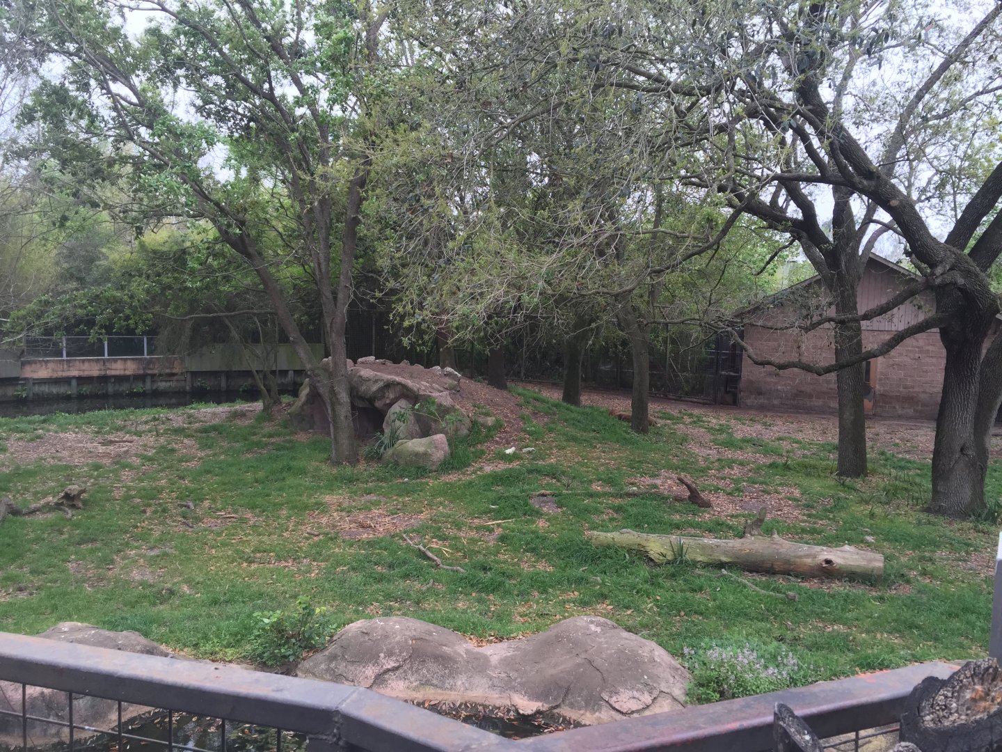 Mahali Pa Simba- Lion