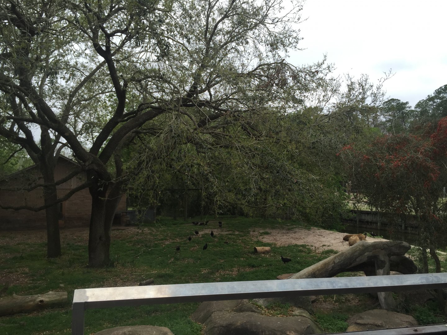 Mahali Pa Simba- Lion