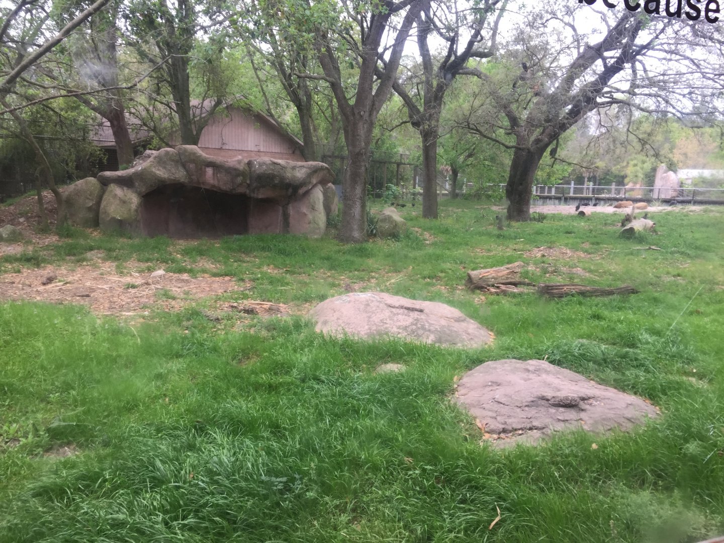 Mahali Pa Simba- Lion