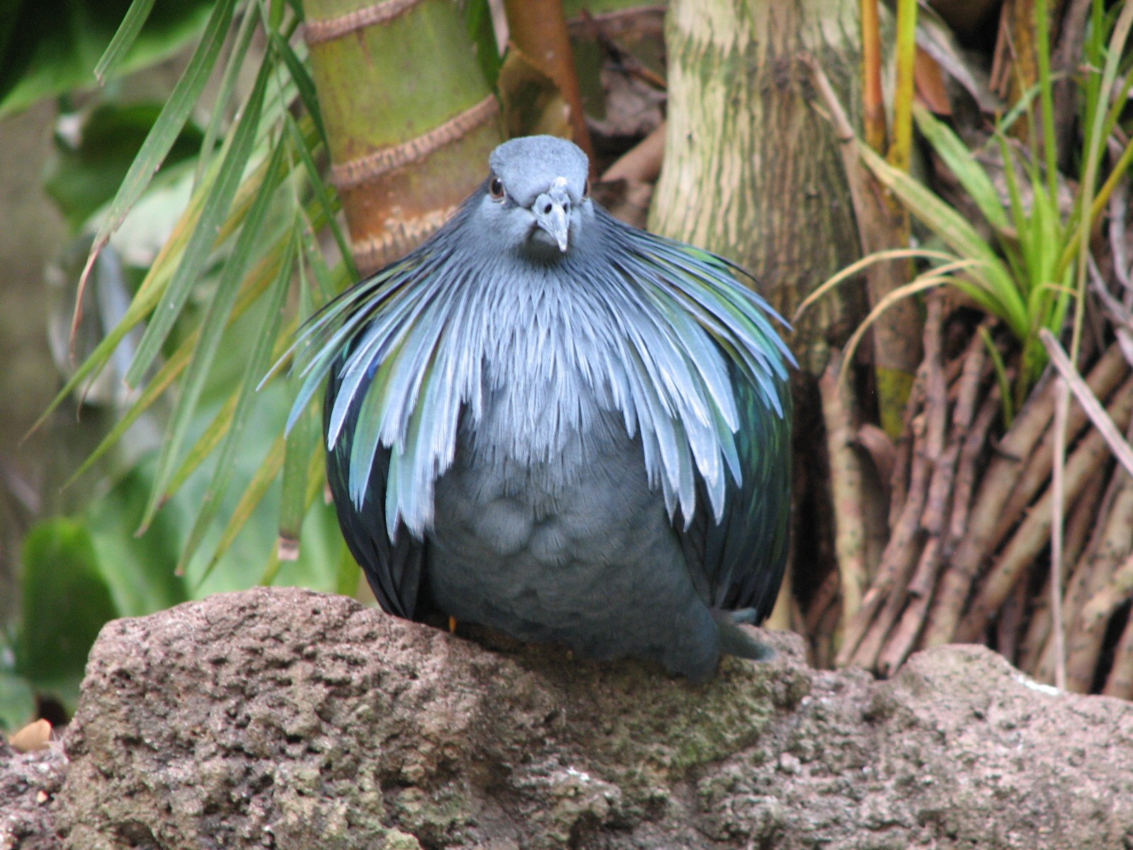 Maharajah Jungle Trek - Aviary - Nicobar Pigeon