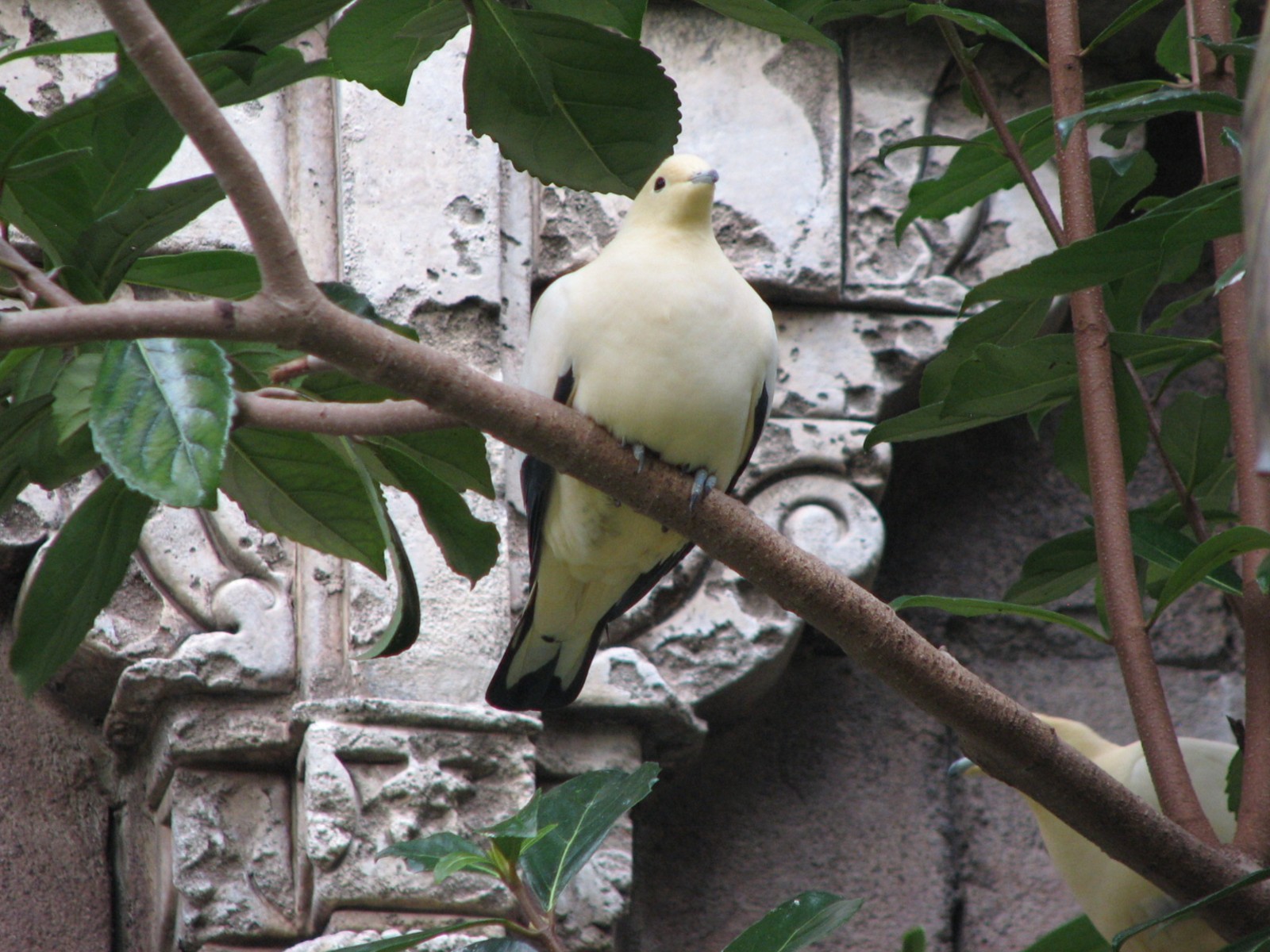 Maharajah Jungle Trek - Aviary - Pied Imperial Pigeon
