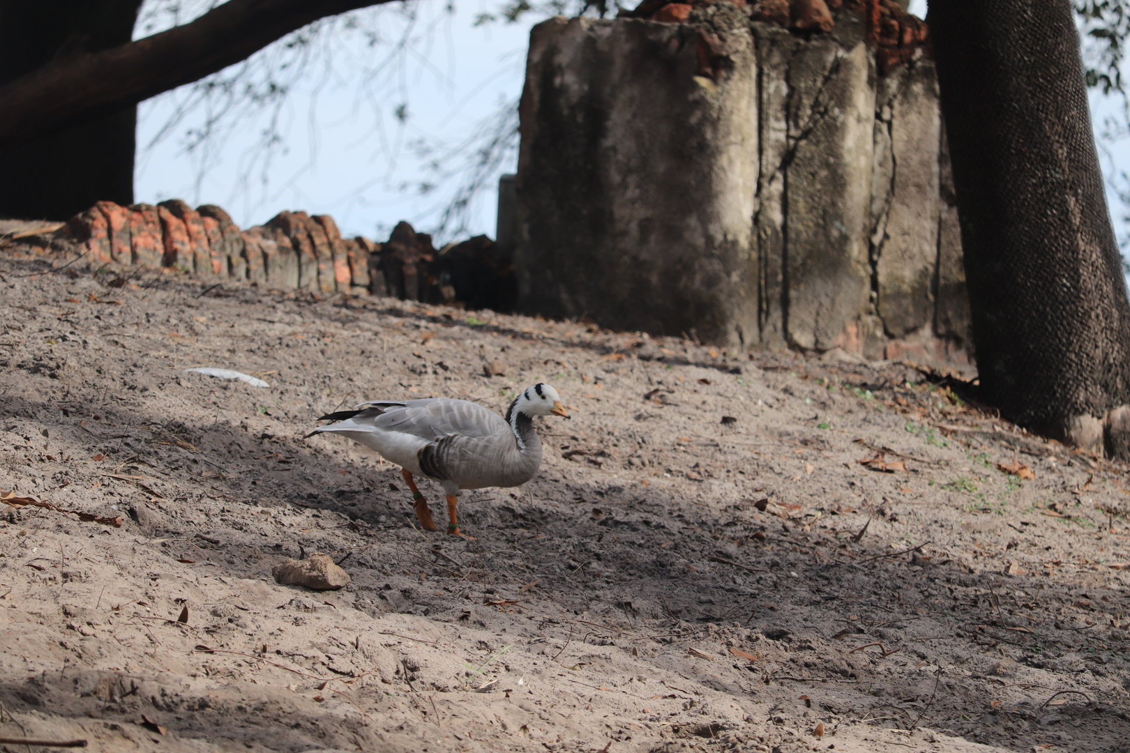 Maharajah Jungle Trek - Bar-Headed Goose