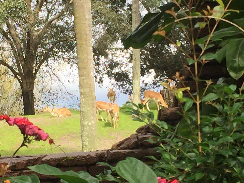 Maharajah Jungle Trek- Blackbuck