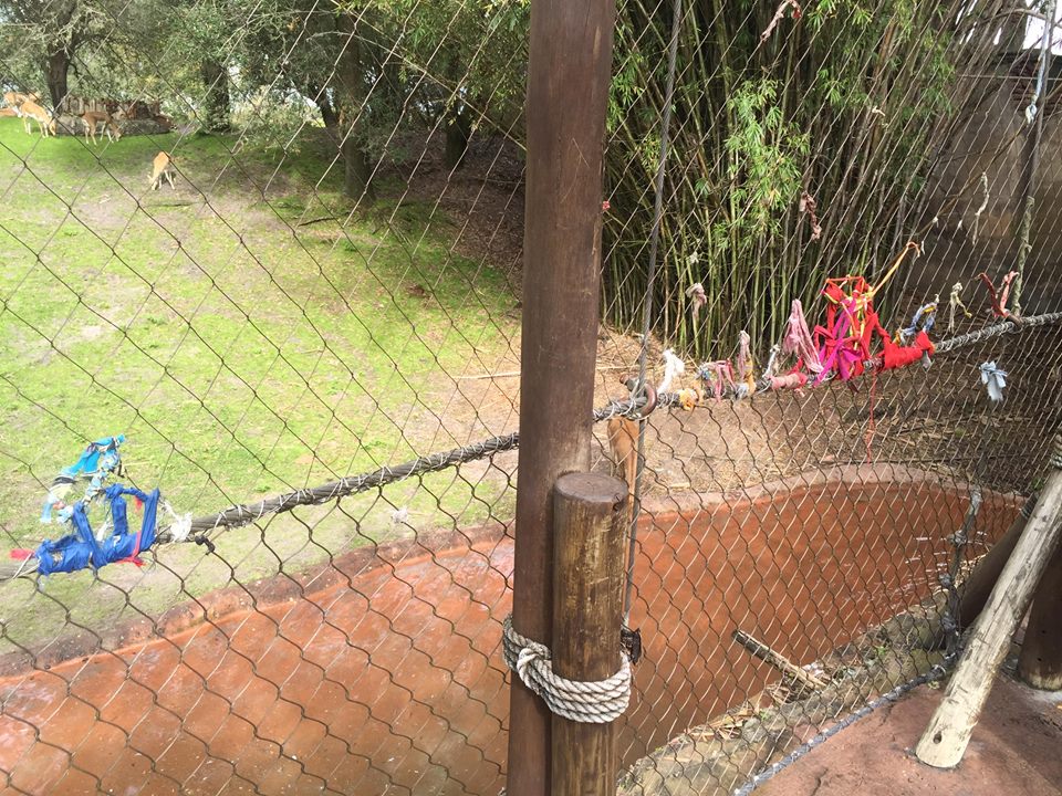 Maharajah Jungle Trek- Blackbuck