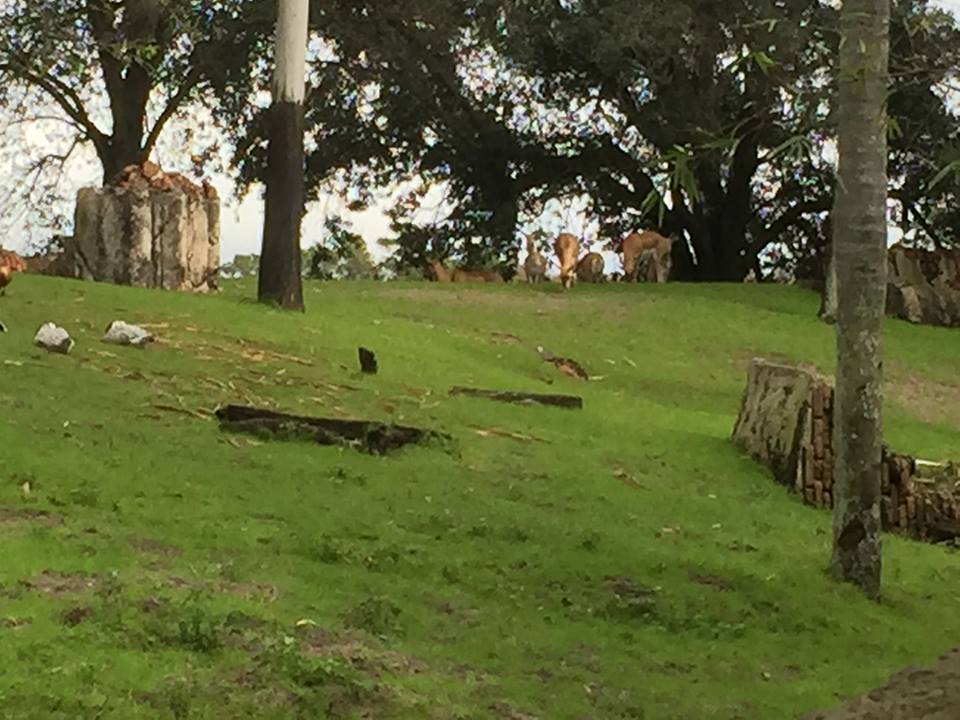 Maharajah Jungle Trek- Blackbuck