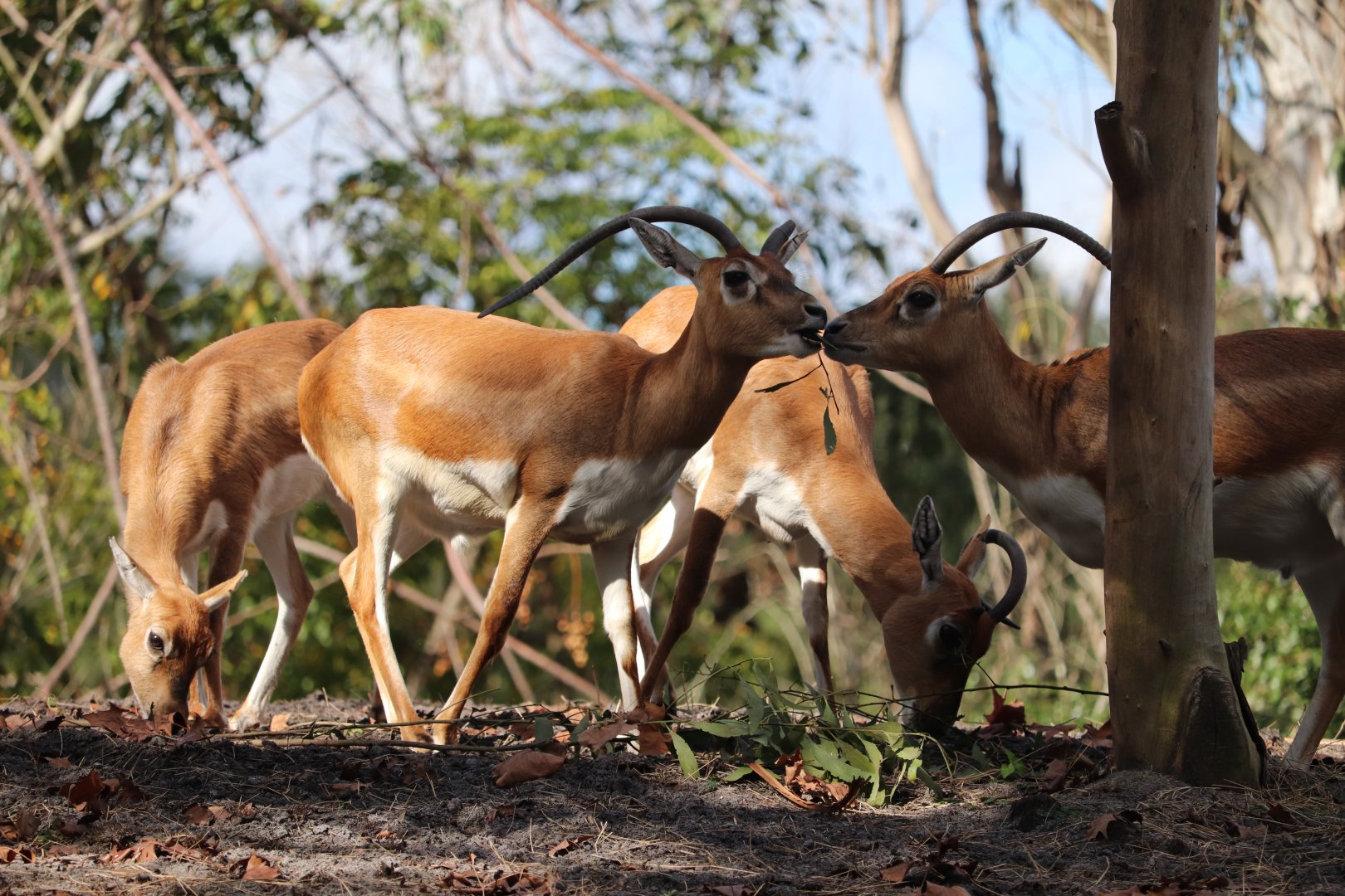 Maharajah Jungle Trek - Blackbuck
