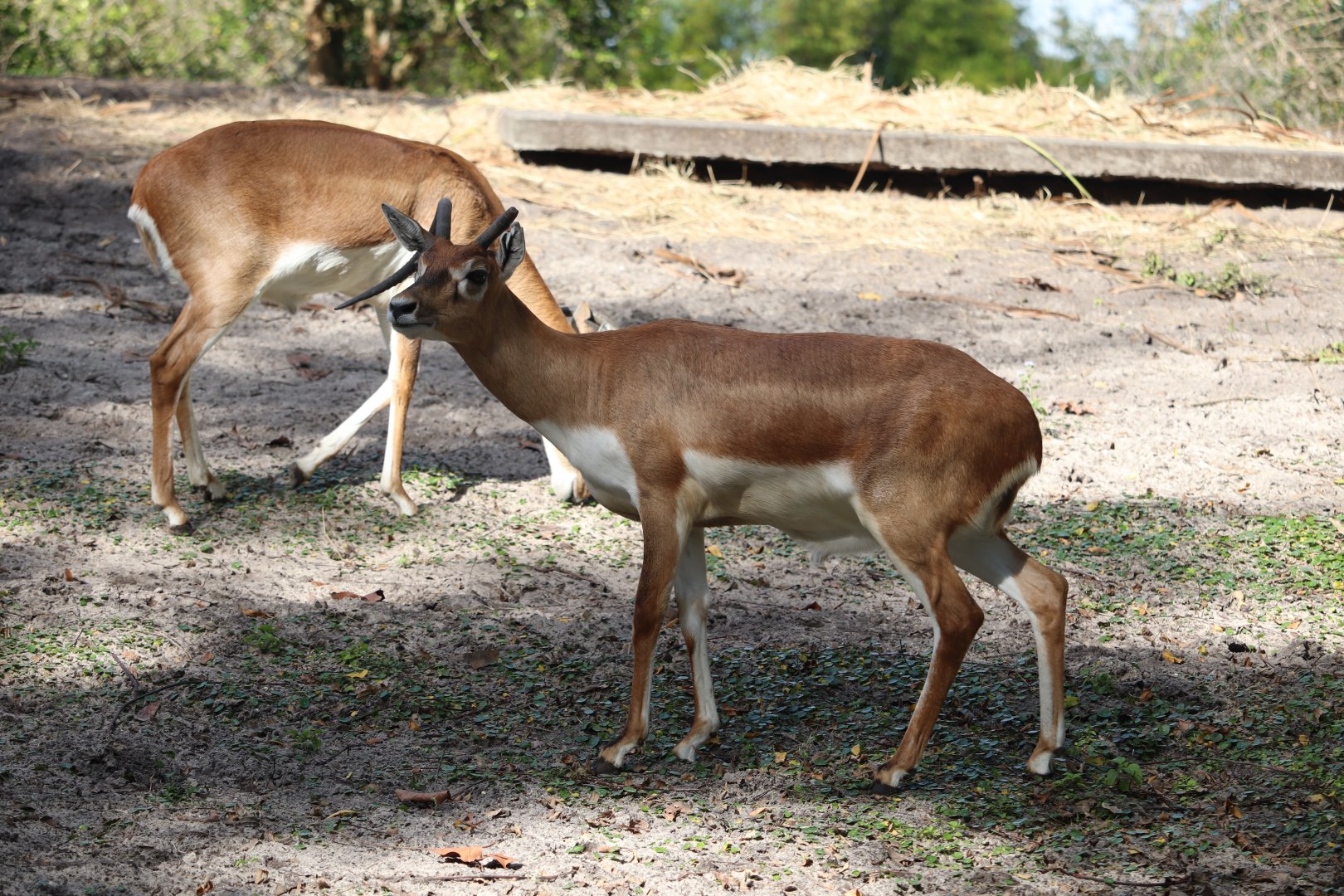 Maharajah Jungle Trek - Blackbuck