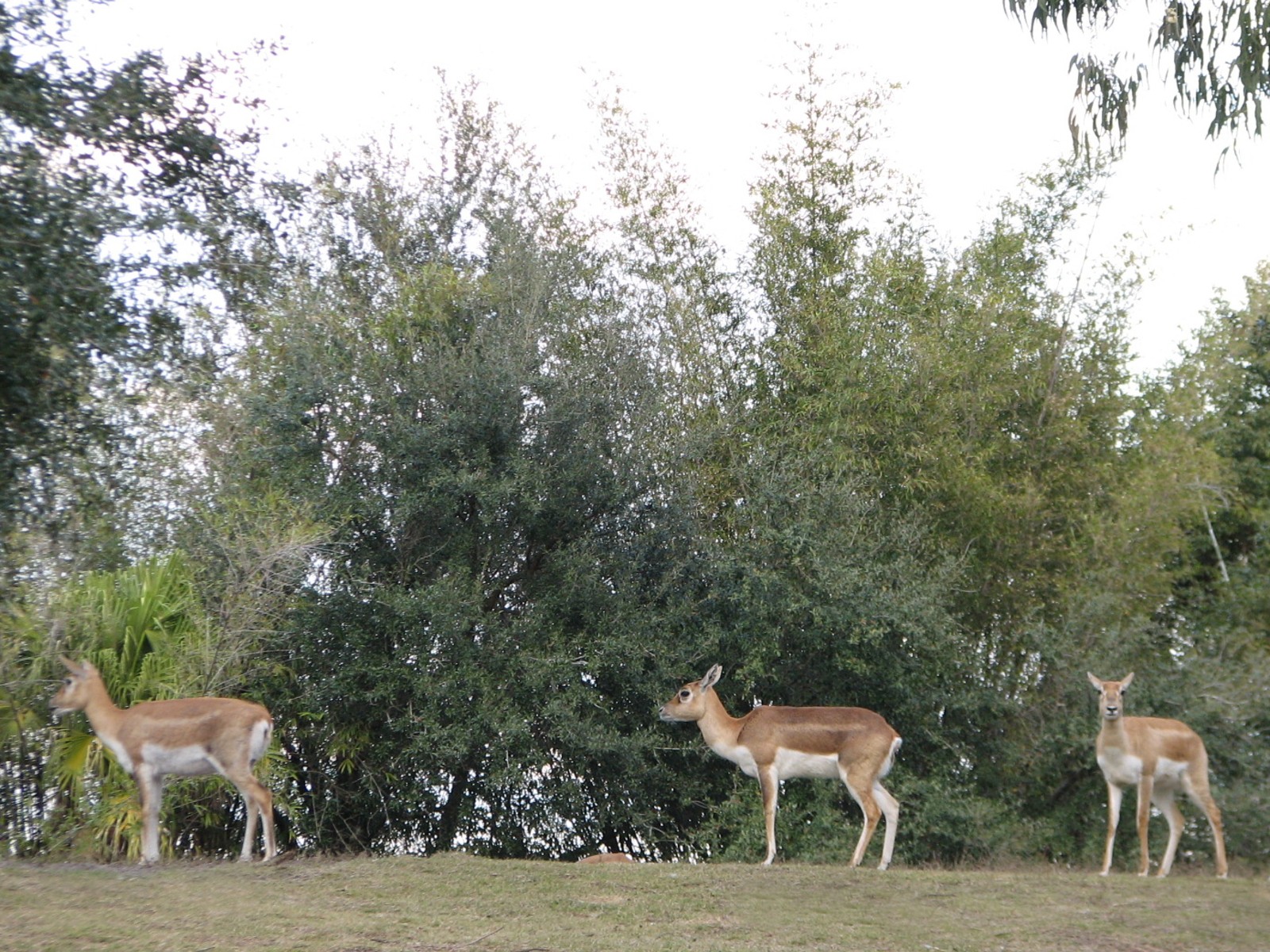 Maharajah Jungle Trek - Blackbuck
