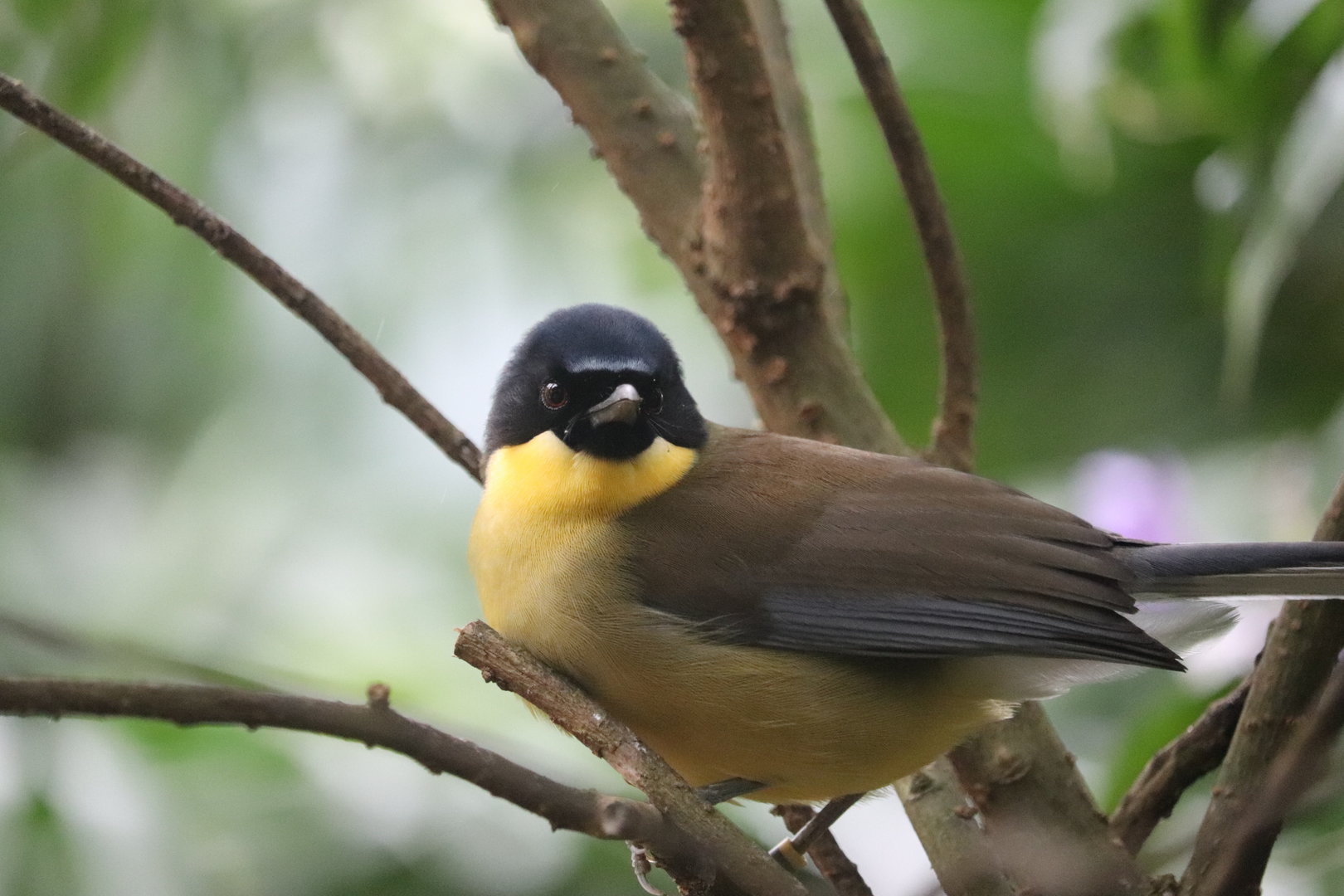 Maharajah Jungle Trek - Blue-Crowned Laughingthrush
